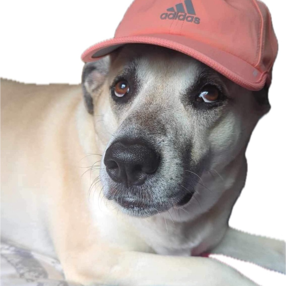 Meet your Posher, meeky